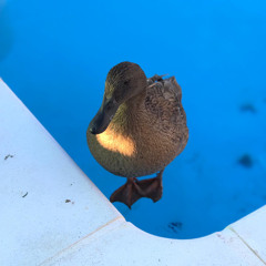 LucyInTheSkyWithDiamonds69🦆