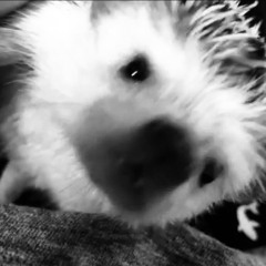 LilHedgie411