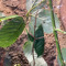 Stick Bug