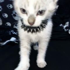 Ece' 🧛🏻‍♀️