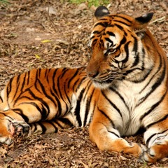 ThM@rcTiger