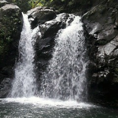 Yvehibiscus Hibiscus
