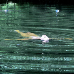 gameplay (sequoia jane)