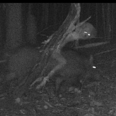 M M M Clan - Drugz N Shit