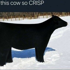 Crisp cow