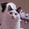 ☼GeeC