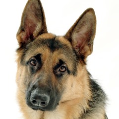 Артемий Саулько