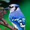 JBird9003