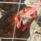 MurderousChicken