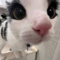 Random.user