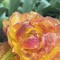 anona_artfuel