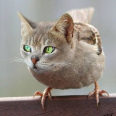 kauannofe