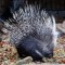 Porcupined