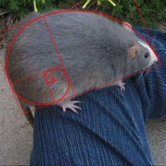 Rat