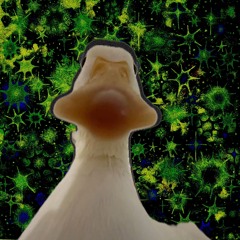 quuk