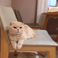조성호