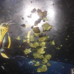 StonerKid15