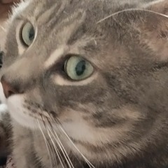 catsafalin