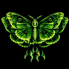 Moth