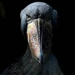 8birds