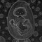 EggsBOY