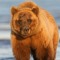 Gingermusclebear