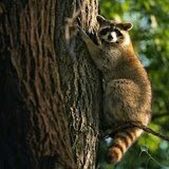 Racoon_UK