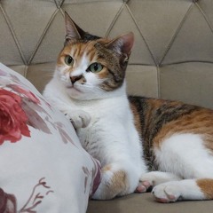 setmiwao