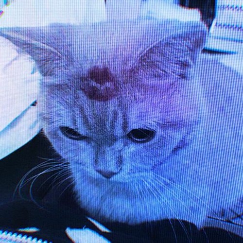 blue cat’s avatar