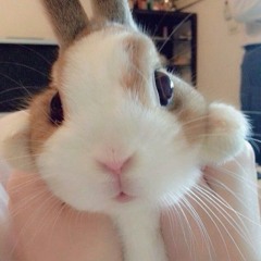 Kimora