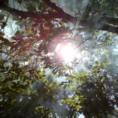 celve