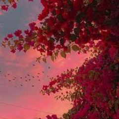 Nada Awad