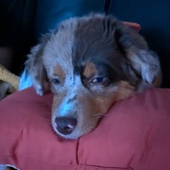 Ellie