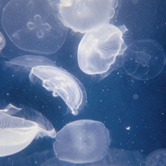 jellyfish