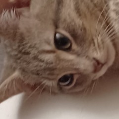 Eyes