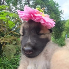 mimemamomu