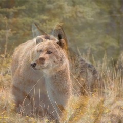Coyote Bear