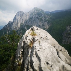Tadas T