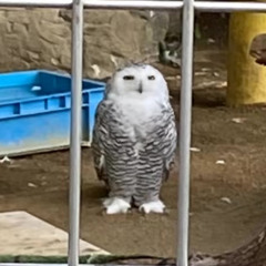 ぱいり