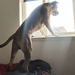 jamiefrenchh🏴󠁧󠁢󠁳󠁣󠁴󠁿💯