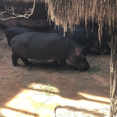 Ursus7