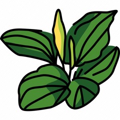 金广发