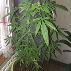labateuh420