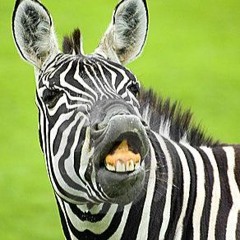 HazardousZebra
