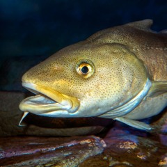 Codzilla