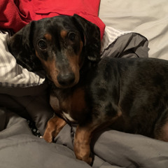 sleighbeggy