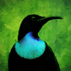 The Paradise Riflebirds