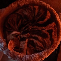 Thijs