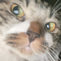 Anhdwsc