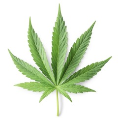 kiddcannibus